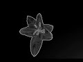 Lily (black background)