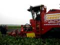 Bietenrooien door Grimme Maxtron