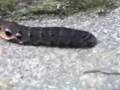 Weird caterpillar