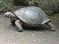 videos de Omer Galapagos