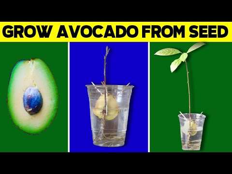 video-linktoworks-How to Grow Avocado Tree from Seed