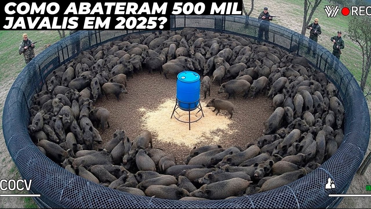 COMO O BRASIL ABATEU 500 MIL JAVALIS EM 2025?