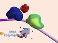 mRNA-Processing