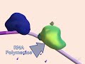 mRNA Processing mRNA Processing