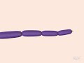 mRNA-Processing