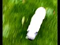 Mops jagt Chihuahua Mischling und umgekehrt Mops jagt Chihuahua Mischling und umgekehrt
