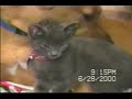 Male dog adopts kitten