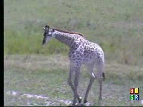 Baby Giraffe at Nkorho Pan