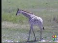 Baby Giraffe at Nkorho Pan