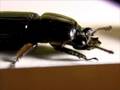 videos de Ground beetle closeup