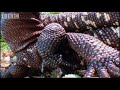 Meet one of the few lizards in the world that own a poisonous bite - the Mexican Beaded Lizard. Fascinating video showing the elaborate fighting rituals employed by males as they jostle for territory. Brilliant wildlife short from Sir David Attenborough's natural history masterpiece, Life in Cold Blood.