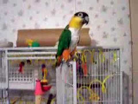caique dance