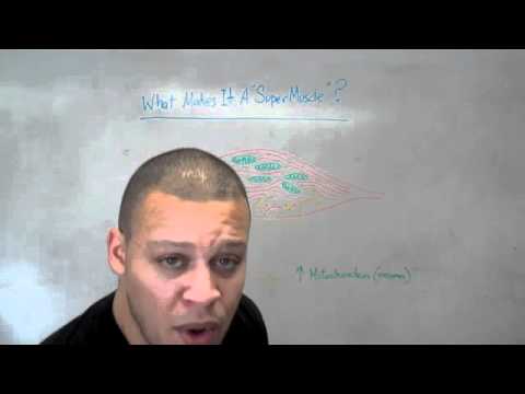how to get more type 2 muscle fibers