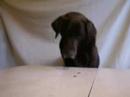 I-am-a-Chocolate-Lab
