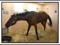 Barbaro Tribute