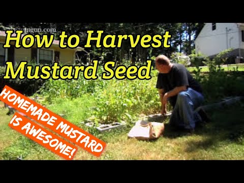 how to harvest mustard