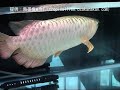 ?????? ???1?? ??????4? ?????? LOVE FISH??? ?????? ???1?? ??????4? ?????? LOVE FISH???