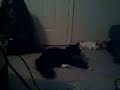 Catnip!  pt2