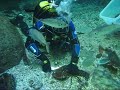 European Lobster (Homarus gammarus)