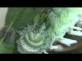 Artis Vlindertuin deel 2... :: Artis Vlinders Macro