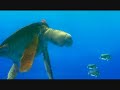 Finding Nemo: Crush/Turtles on the EAC Scene