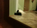 Fat Cat uses Paw to Drink A Bowl of Water