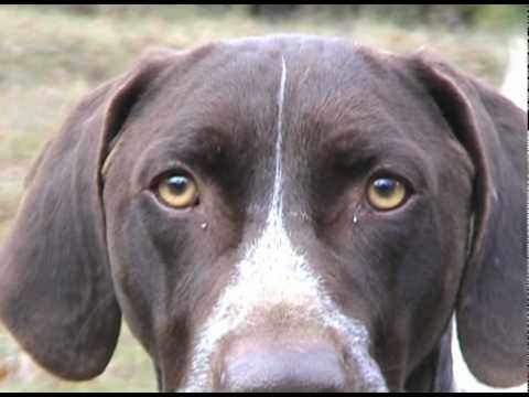 Old Dog, New Tricks