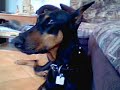 doberman
