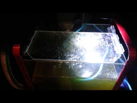 how to grow zooplankton