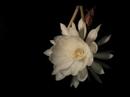 Cereus time lapse 060908