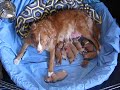 Daintree Duck Tollers- Curry with the whole litter