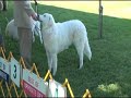 Kuvasz ring, Richmond Dog Fanciers show 080408