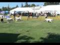 Kuvasz ring, Richmond Dog Fanciers show 080408