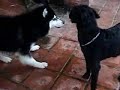 Rosha mi perro y Sissy jugando.