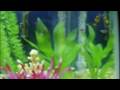 videos de My 20 gallon tank
