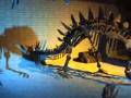 Futuro Remoto, Dinosauri dalla Cina, Città Dellla Scienza, Napoli