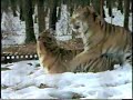 Natural Tiger Mating