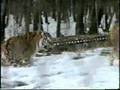 Natural Tiger Mating