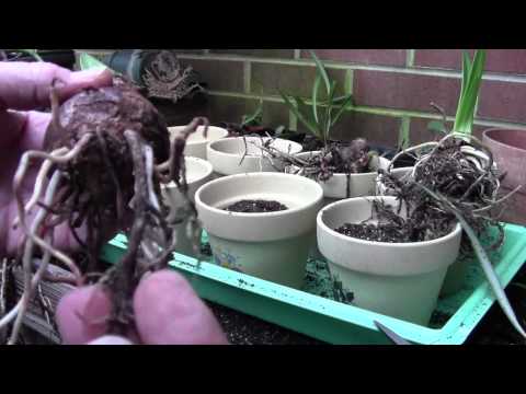 how to replant amaryllis bulb