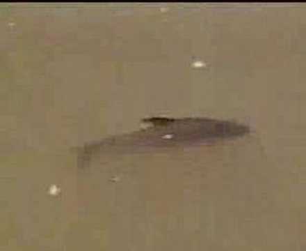 mortandad de peces en el r�o Paran�