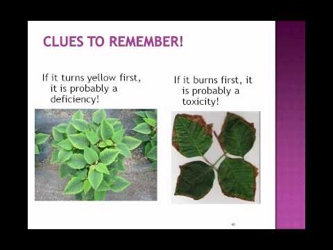 how to transplant poinsettias