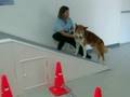 Keeping Pets Out Of Pain