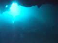 Sharks cove diving