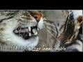 Brambleclaw Numb