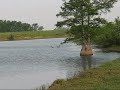 Canada Geese Sounds