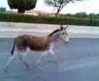 Funny donkey  خر