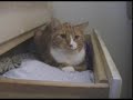 Kitten Tries To Evict Cat