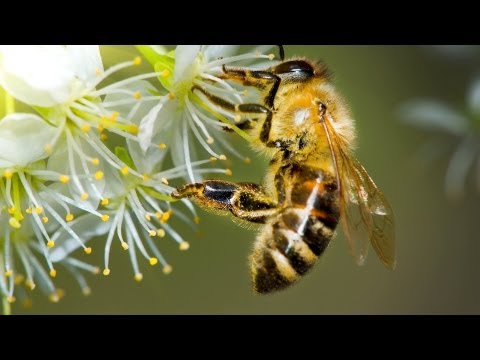 how to cure insect bites