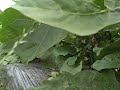 See Video