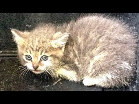Scared Stray Kitten Found In The Garage Becomes Such a Loving House Cat